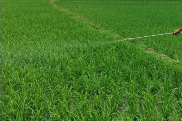 水稻增施有机肥的原因,可直接为水稻提供各种丰富的养分