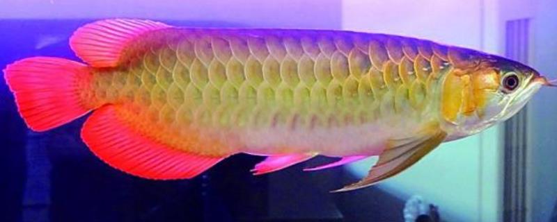 金龙鱼死后怎么处置