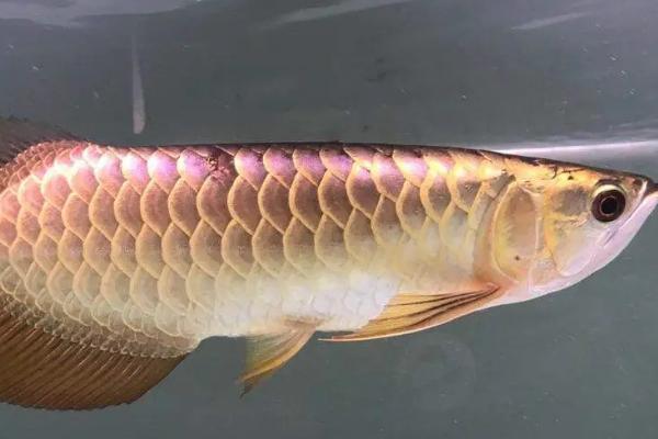 金龙鱼死后怎么处置,可以选择投喂给它们的鱼儿