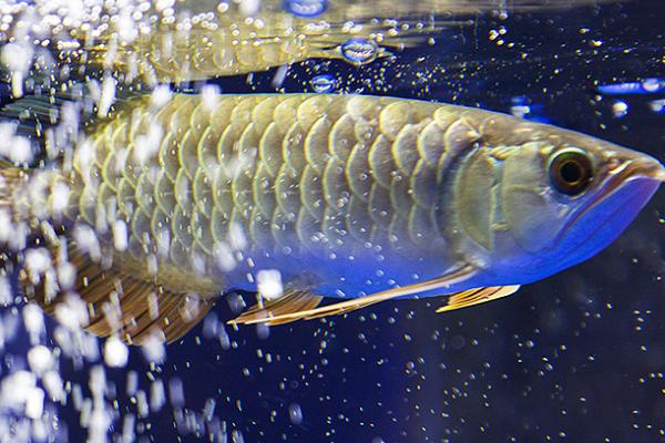 金龙鱼死后怎么处置,可以选择投喂给它们的鱼儿