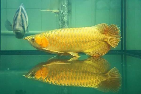 金龙鱼死后怎么处置,可以选择投喂给它们的鱼儿