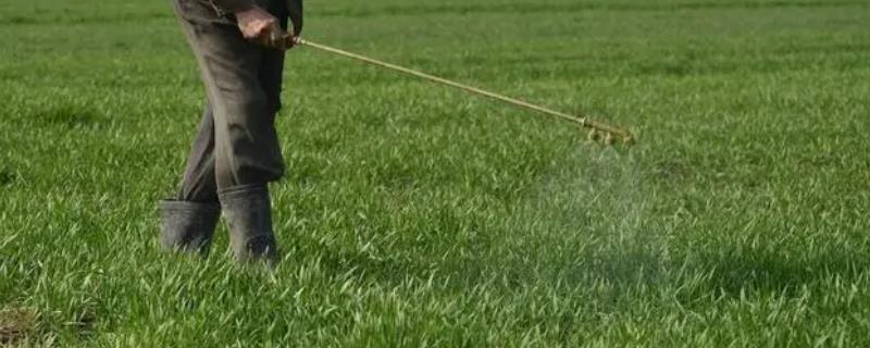 小麦冬前除草时间