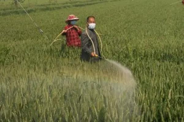 小麦冬前除草时间,大概为11月份上中旬