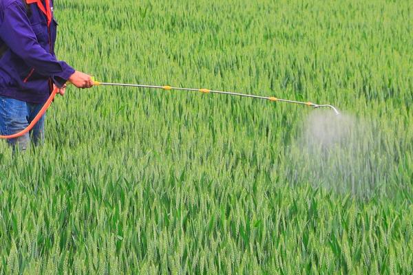 小麦冬前除草时间,大概为11月份上中旬