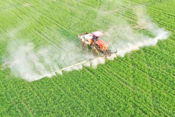 小麦冬前除草时间,大概为11月份上中旬