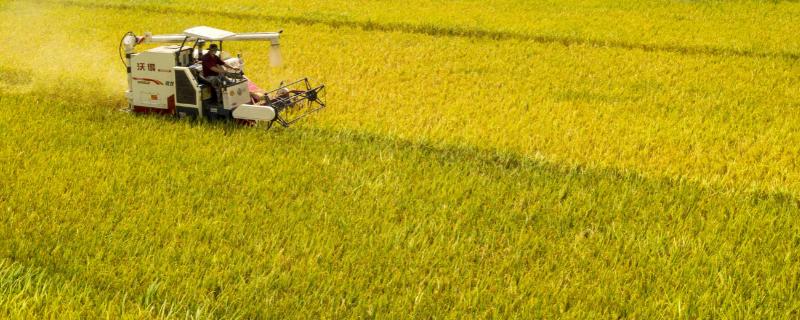 水稻的收割时间