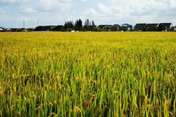 水稻的收割时间,南方地区常在10-11月份收割晚稻