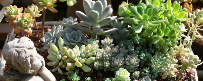 冬天怎么养多肉植物