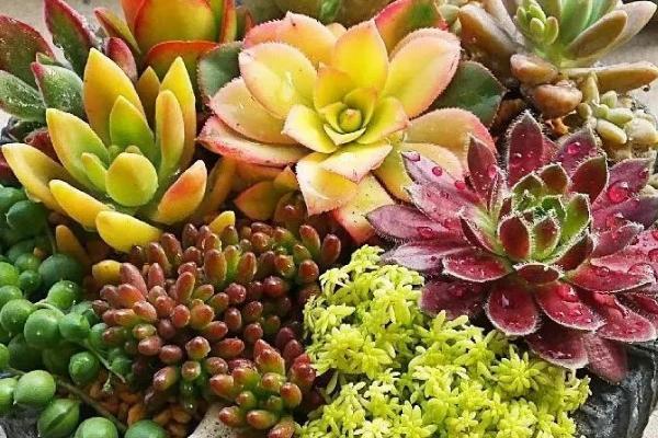 冬天怎么养多肉植物,浇水量和光照时长都很重要