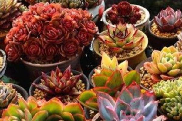 冬天怎么养多肉植物,浇水量和光照时长都很重要