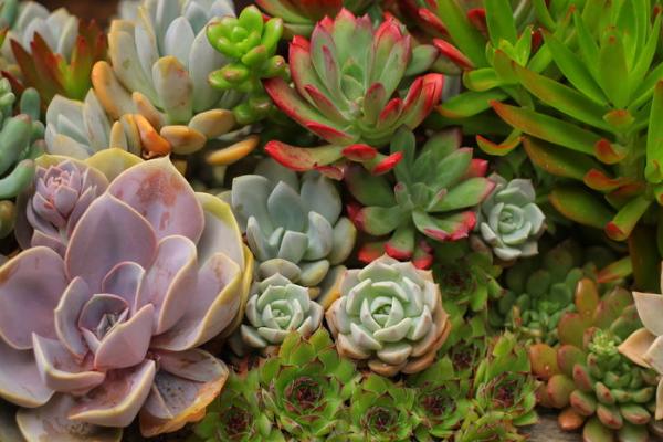 冬天怎么养多肉植物,浇水量和光照时长都很重要