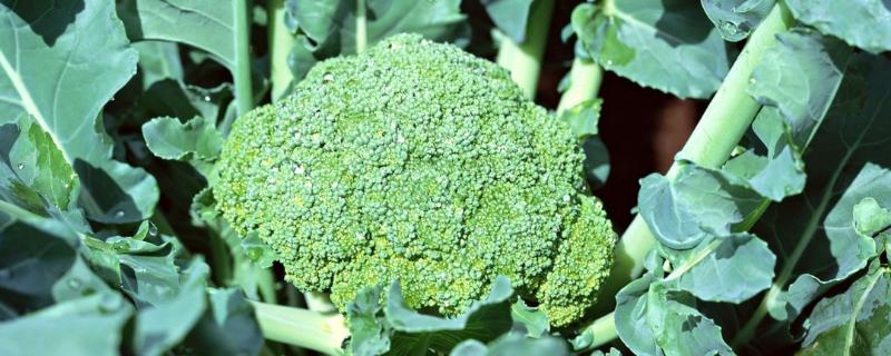 新绿雪西兰花的种植技巧