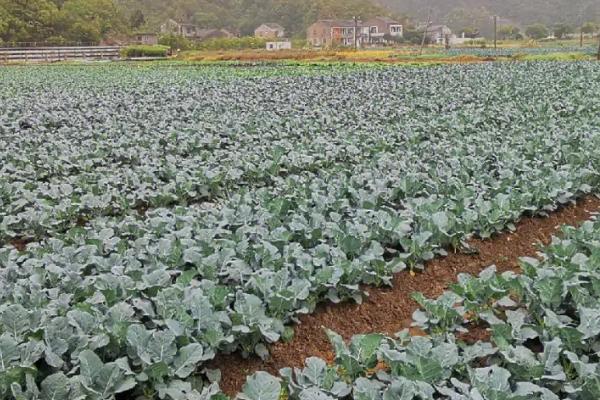 新绿雪西兰花的种植技巧,适时定植非常重要