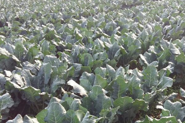 新绿雪西兰花的种植技巧,适时定植非常重要