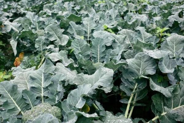 新绿雪西兰花的种植技巧,适时定植非常重要