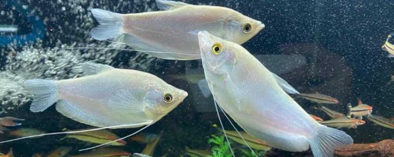 曼龙鱼好不好养