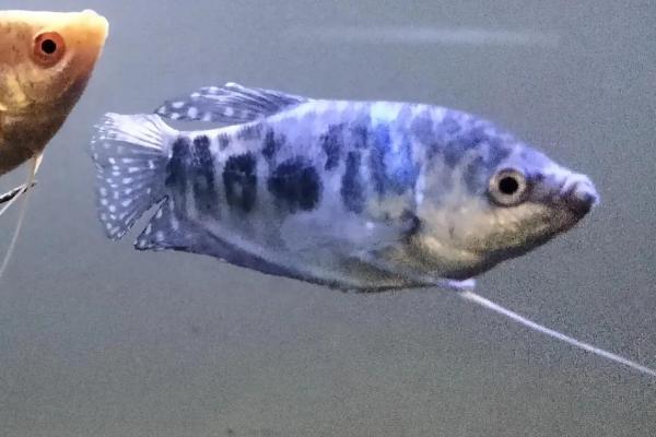 曼龙鱼好不好养,环境适应能力强好养活