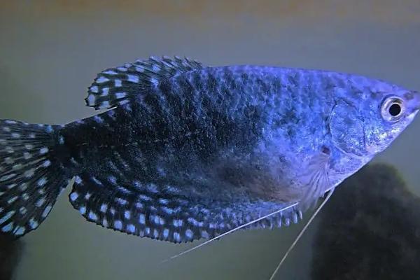 曼龙鱼好不好养,环境适应能力强好养活