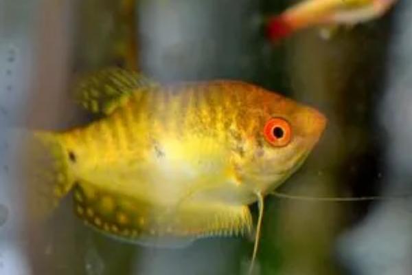 曼龙鱼好不好养,环境适应能力强好养活