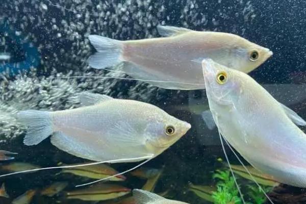 曼龙鱼好不好养,环境适应能力强好养活