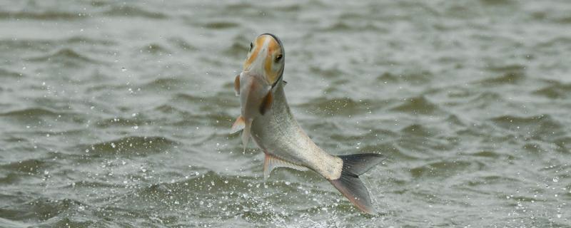 冬天3-5℃能钓鲢鱼吗