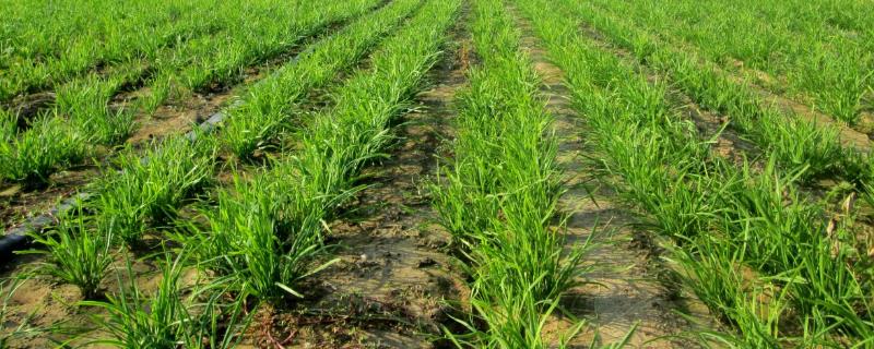 怎么让韭菜越长越粗
