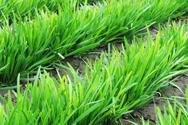 怎么让韭菜越长越粗,土地的选择是关键