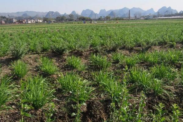 怎么让韭菜越长越粗,土地的选择是关键