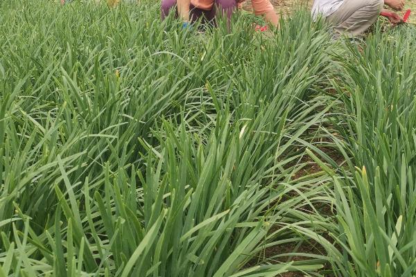 怎么让韭菜越长越粗,土地的选择是关键