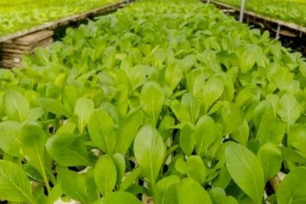 无公害蔬菜如何育苗,育苗前先要确定用种量