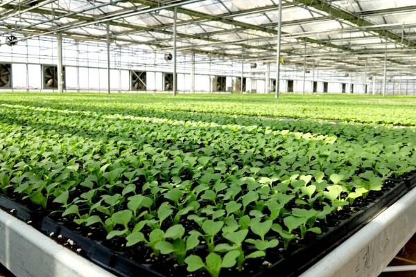 无公害蔬菜如何育苗,育苗前先要确定用种量