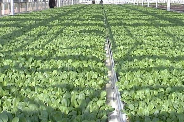 无公害蔬菜如何育苗,育苗前先要确定用种量