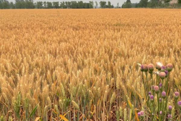 周麦32号小麦种简介,全生育期226-235.2天