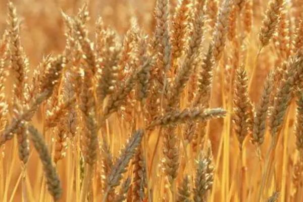 周麦32号小麦种简介,全生育期226-235.2天