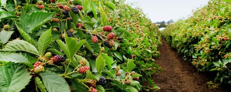 黑莓防虫方法