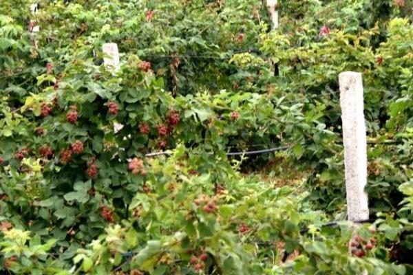 黑莓防虫方法,采用彻底清园、人工诱捕等方式可起到防虫效果