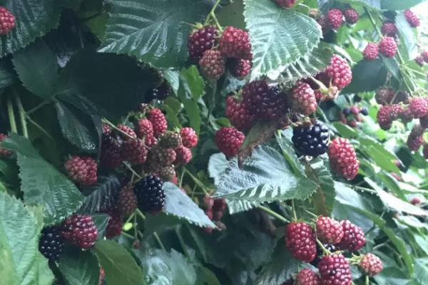 黑莓防虫方法,采用彻底清园、人工诱捕等方式可起到防虫效果