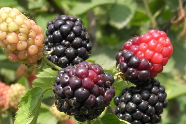 黑莓防虫方法,采用彻底清园、人工诱捕等方式可起到防虫效果