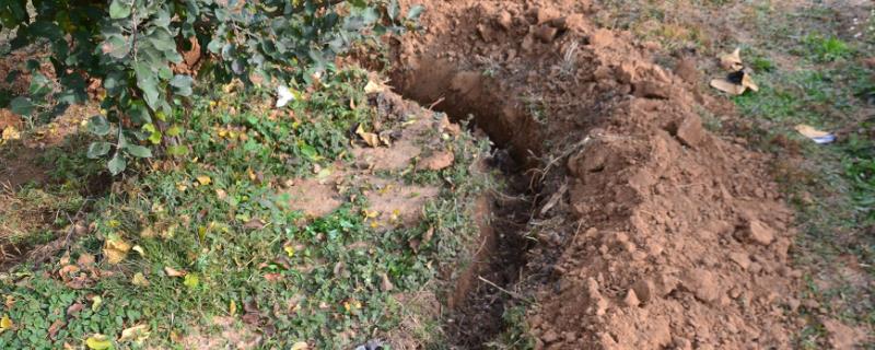 果树的施肥时间和方法