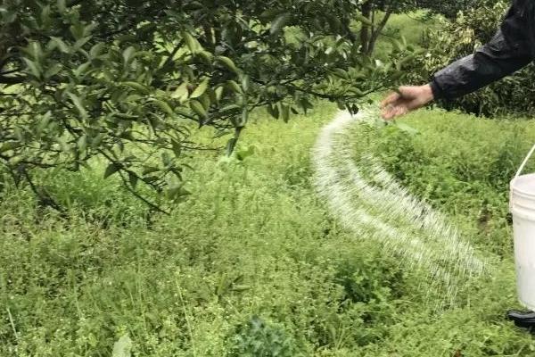 果树的施肥时间和方法,花前、花后、膨果期均可施肥