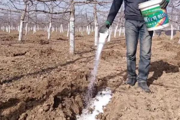 果树的施肥时间和方法,花前、花后、膨果期均可施肥