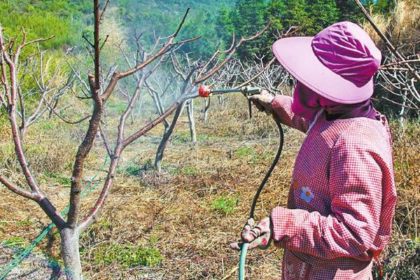 果树的施肥时间和方法,花前、花后、膨果期均可施肥