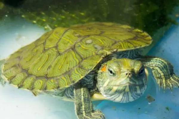 巴西龟能否不养在水中,属于半水栖动物、只能短时间离开水