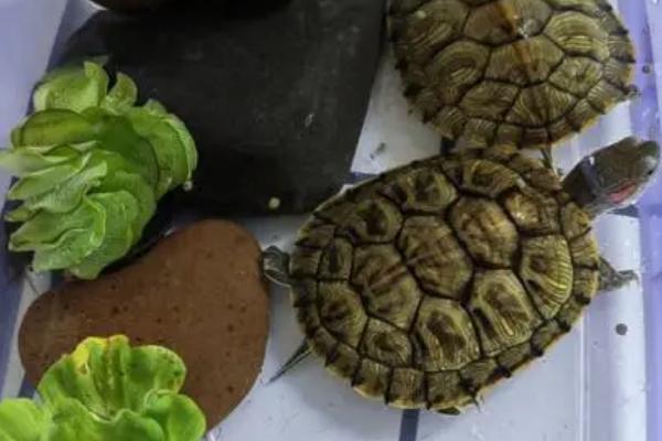 巴西龟能否不养在水中,属于半水栖动物、只能短时间离开水