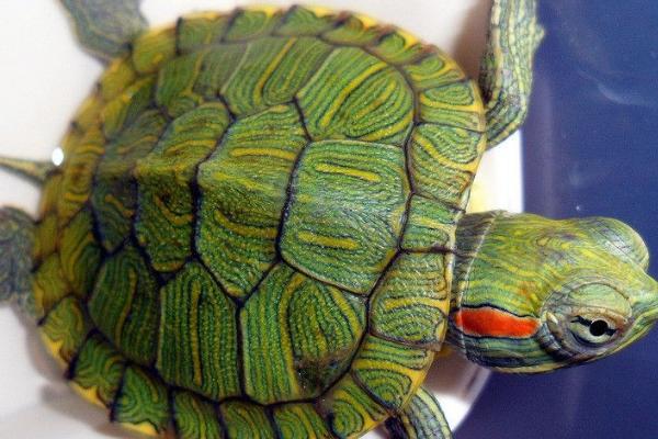 巴西龟能否不养在水中,属于半水栖动物、只能短时间离开水