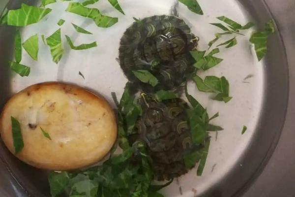 小乌龟吃不吃水果，香蕉、苹果、草莓等水果均可喂食