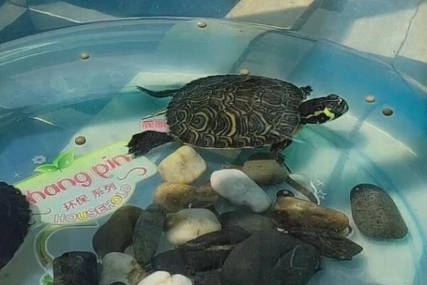 小乌龟吃不吃水果，香蕉、苹果、草莓等水果均可喂食