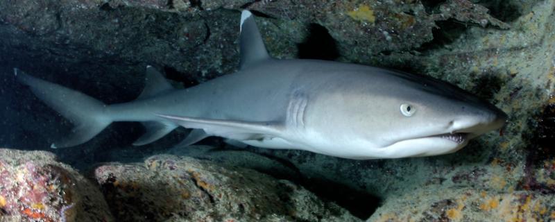 鲨鱼会不会掉牙