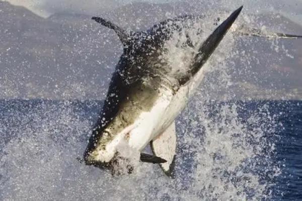 鲨鱼会不会掉牙,牙齿会掉落但也会重新长出