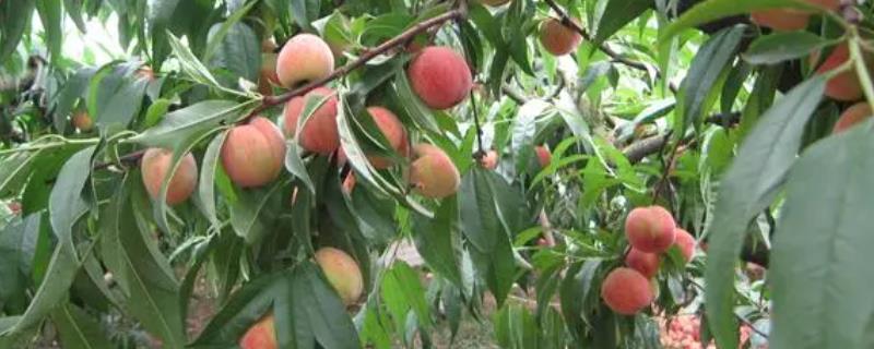 无公害水果的增甜方法